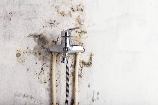 Best Mold Testing and Inspection Services in Nocona, TX