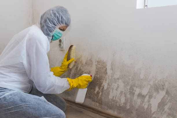 Best Commercial Mold Remediation in Nocona, TX