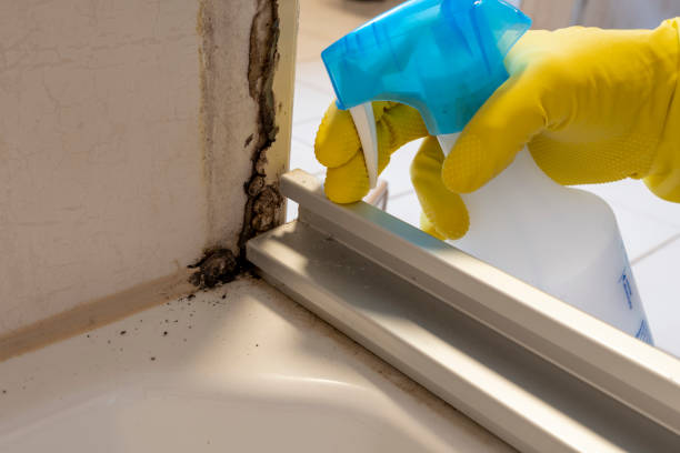 Best White Mold Remediation in Nocona, TX