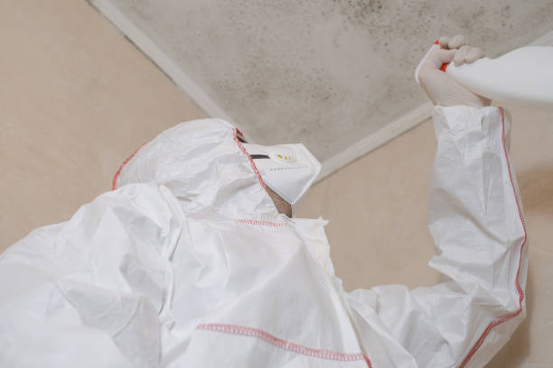 Best DIY Mold Remediation Support Services in Nocona, TX