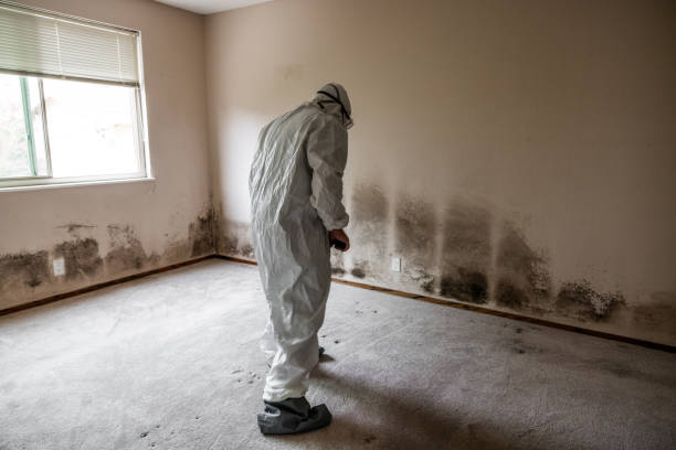 Reliable Nocona, TX Mold Remediation Solutions