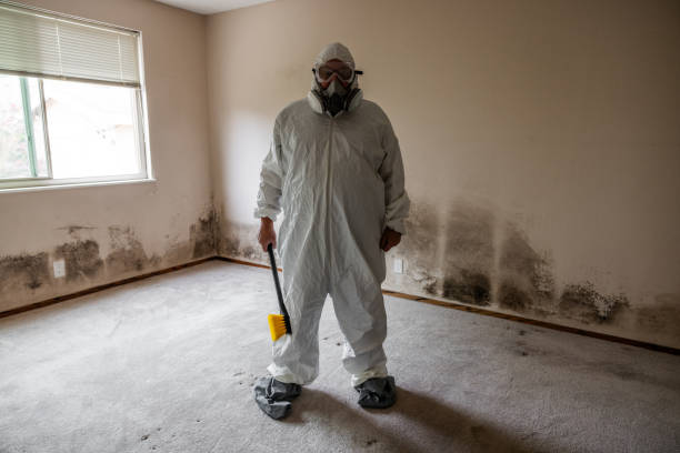 Best Insurance-Related Mold Remediation in Nocona, TX