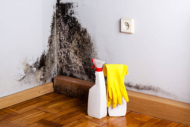 Best Basement Mold Remediation in Nocona, TX