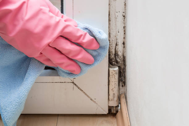 Best Mold Remediation for Specific Building Types in Nocona, TX