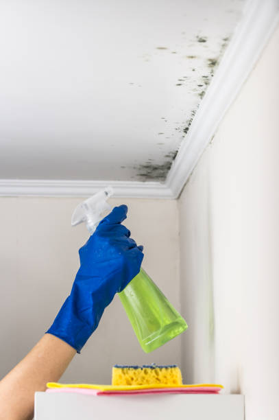 Best HVAC Mold Remediation in Nocona, TX