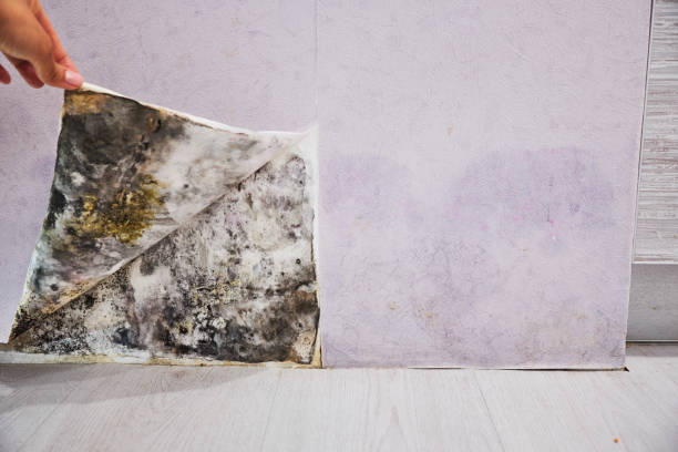 Best Kitchen Mold Remediation in Nocona, TX